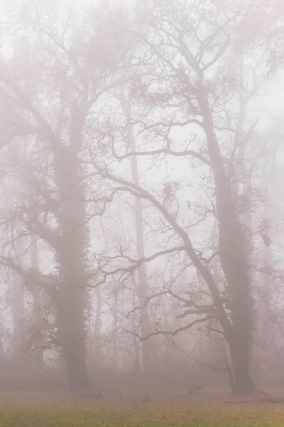 Orman ve güzel sonbahar renkleri sis