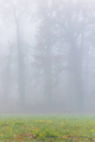 Brume Dans Forêt Belles Couleurs Automne — Photo