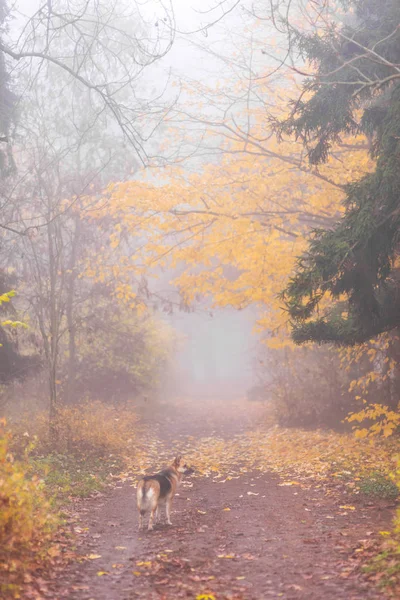 Beautiful Autumn Foliage Colors Mist Forest — Stock Photo, Image