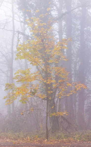 Beau Feuillage Couleurs Automne Brouillard Dans Forêt — Photo