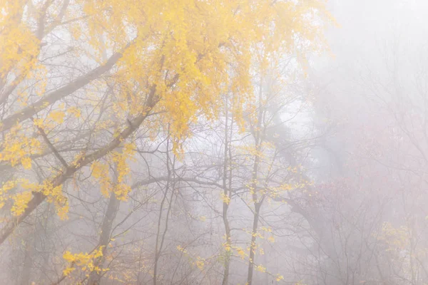 Piękne Liście Jesienią Kolory Mgła Lesie — Zdjęcie stockowe