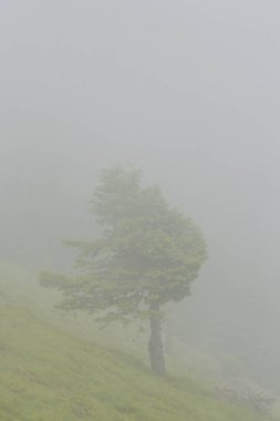 Yaz sahne dramatik sis bulutları ile Avrupa Alpleri'nde