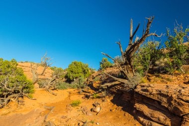Arches Ulusal Parkı, Utah, parlak güneşli bir günde, kırmızı kumtaşı kaya ve mavi gökyüzü ile sonbahar sahne