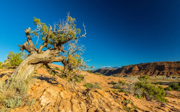 Hösten Landskap Arches National Park Utah Solig Dag Med Röd — Stockfoto