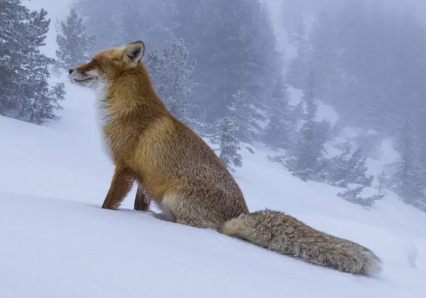 Γούνινο Άγρια Κόκκινης Αλεπούς Στα Βουνά Χειμώνα — Φωτογραφία Αρχείου