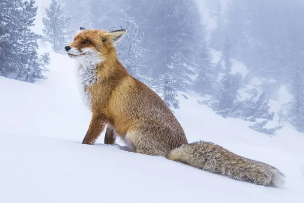 Raposa Vermelha Selvagem Peluda Nas Montanhas Inverno — Fotografia de Stock