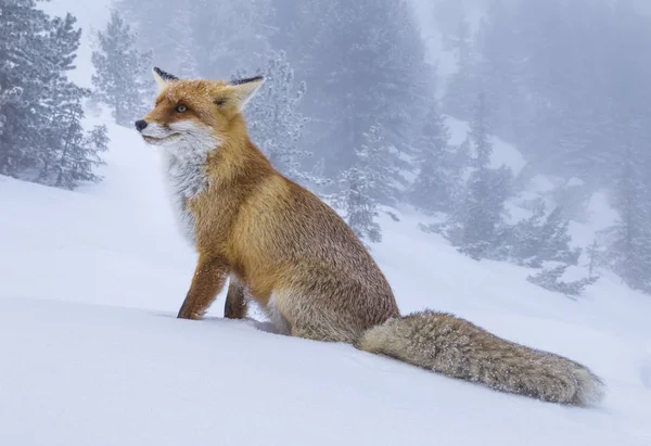 Furry Dziki Red Fox Górach Zimie — Zdjęcie stockowe