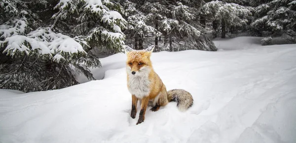 Raposa Vermelha Selvagem Peluda Nas Montanhas Inverno — Fotografia de Stock