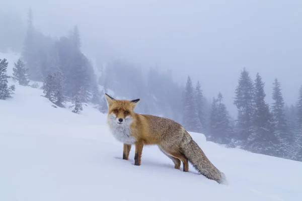 Raposa Vermelha Selvagem Peluda Nas Montanhas Inverno — Fotografia de Stock