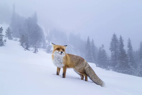 Raposa Vermelha Selvagem Peluda Nas Montanhas Inverno — Fotografia de Stock