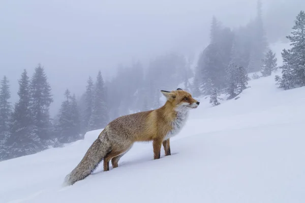 Furry Dziki Red Fox Górach Zimie — Zdjęcie stockowe