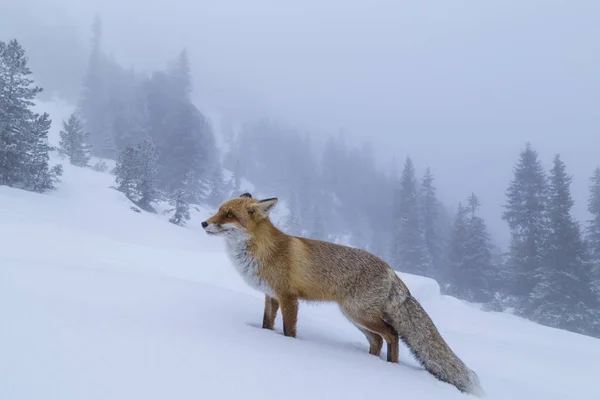 Furry Dziki Red Fox Górach Zimie — Zdjęcie stockowe