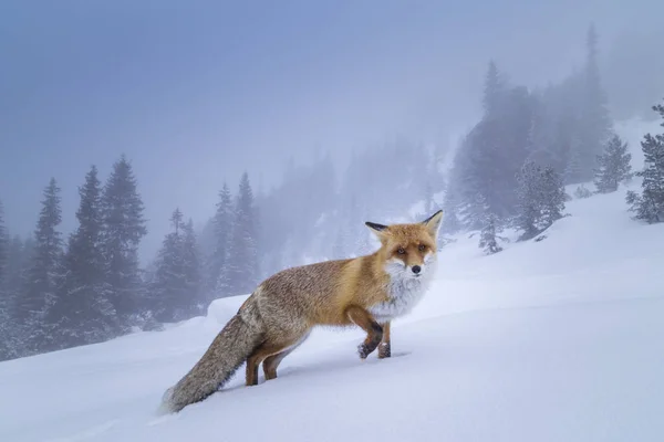 Raposa Vermelha Selvagem Peluda Nas Montanhas Inverno — Fotografia de Stock