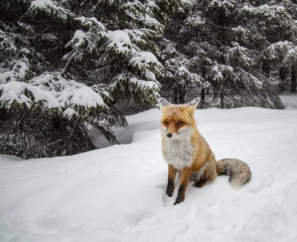 Dziki Furry Red Fox Górach Śniegu — Zdjęcie stockowe