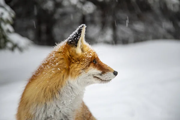 Selvagem Peludo Raposa Vermelha Nas Montanhas Neve — Fotografia de Stock