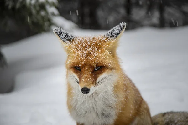 Selvagem Peludo Raposa Vermelha Nas Montanhas Neve — Fotografia de Stock