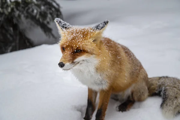 Άγριο Γούνινος Κόκκινη Αλεπού Στα Βουνά Χιόνι — Φωτογραφία Αρχείου