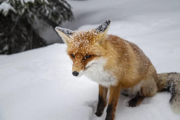 Άγριο Γούνινος Κόκκινη Αλεπού Στα Βουνά Χιόνι — Φωτογραφία Αρχείου