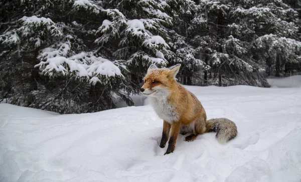 Selvagem Peludo Raposa Vermelha Nas Montanhas Neve — Fotografia de Stock