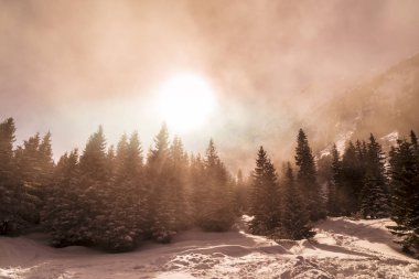 Dağlarda, taze kar ve köknar ağacı orman ile parlak güneşli bir kış manzarası