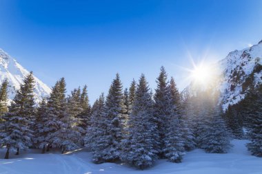 Dağlarda, taze kar ve köknar ağacı orman ile parlak güneşli bir kış manzarası