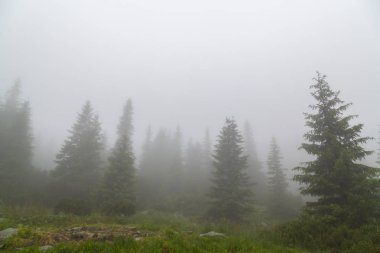 Güzel dağ manzarası dağlarda yağmur bulutları, sis ve köknar ağacı orman