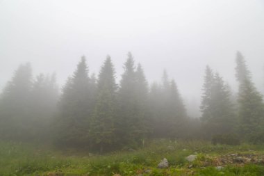 Güzel dağ manzarası dağlarda yağmur bulutları, sis ve köknar ağacı orman