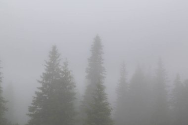 Güzel dağ manzarası dağlarda yağmur bulutları, sis ve köknar ağacı orman