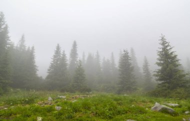 Güzel dağ manzarası dağlarda yağmur bulutları, sis ve köknar ağacı orman