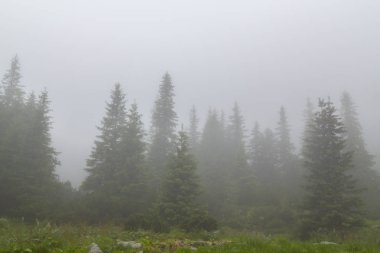 Güzel dağ manzarası dağlarda yağmur bulutları, sis ve köknar ağacı orman
