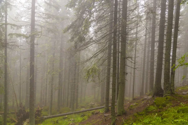 Krásné Horské Scenérie Horách Dešťové Mraky Mlha Jedle Strom Les — Stock fotografie