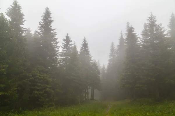 Beautiful mountain scenery in the mountains, with rain clouds, mist and fir tree forest