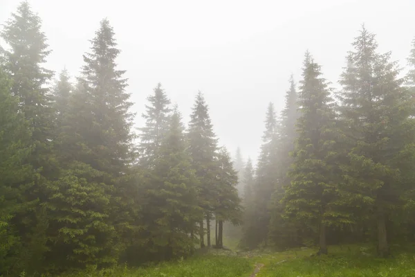 Beautiful mountain scenery in the mountains, with rain clouds, mist and fir tree forest