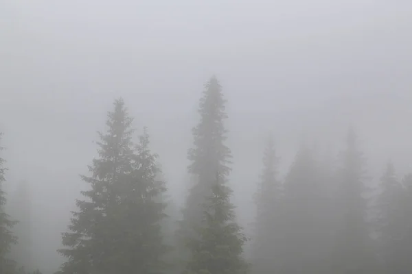Όμορφο Ορεινό Τοπίο Στα Βουνά Σύννεφα Βροχή Ομίχλη Και Έλατα — Φωτογραφία Αρχείου