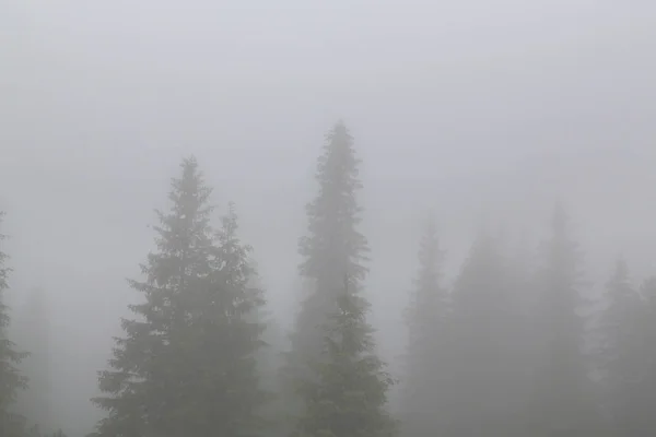 美丽的山景在山里 有雨云 薄雾和冷杉林景 — 图库照片