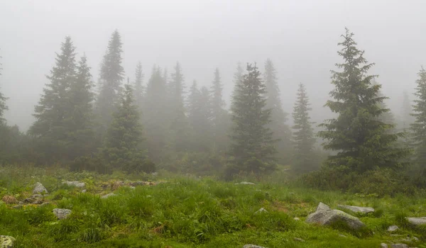 Krásné Horské Scenérie Horách Dešťové Mraky Mlha Jedle Strom Les — Stock fotografie