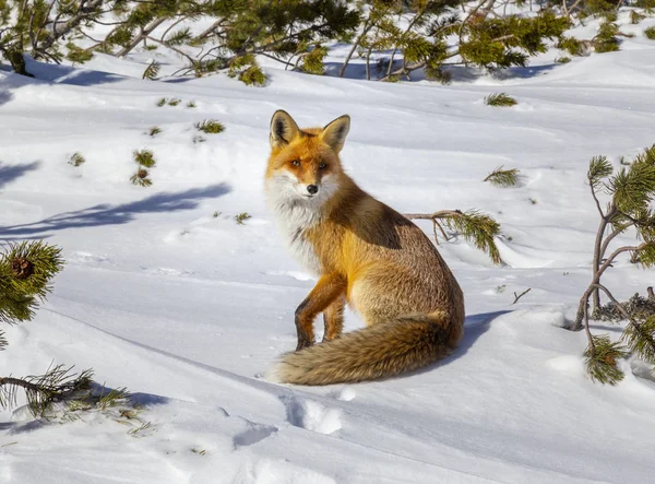 Piękne Dzikie Red Fox Dniu Zimowych Alpach — Zdjęcie stockowe