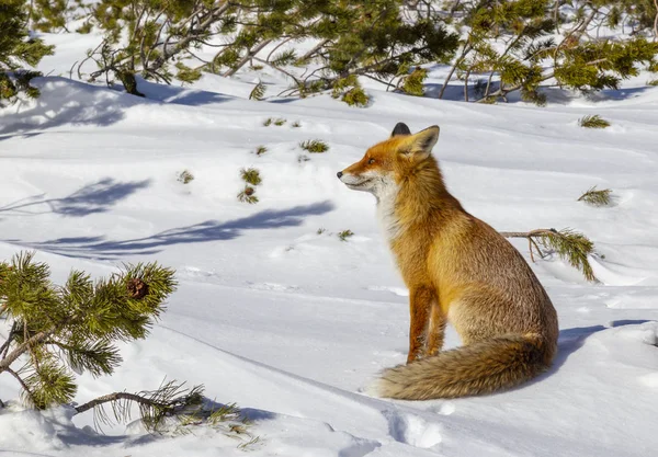 Piękne Dzikie Red Fox Dniu Zimowych Alpach — Zdjęcie stockowe