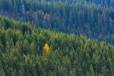 Sis bulutlu sonbahar dağ manzarası