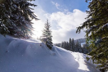 Taze kar ve köknar ağacı orman ile bulutlar güzel kış manzarası
