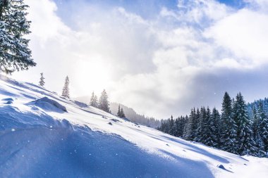 Taze kar ve köknar ağacı orman ile bulutlar güzel kış manzarası