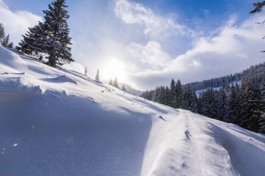 Taze kar ve köknar ağacı orman ile bulutlar güzel kış manzarası