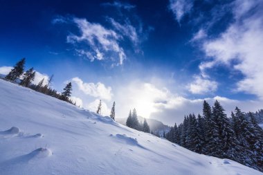 Taze kar ve köknar ağacı orman ile bulutlar güzel kış manzarası