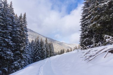 Taze kar ve köknar ağacı orman ile bulutlar güzel kış manzarası