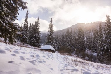 Taze kar ve köknar ağacı orman ile bulutlar güzel kış manzarası