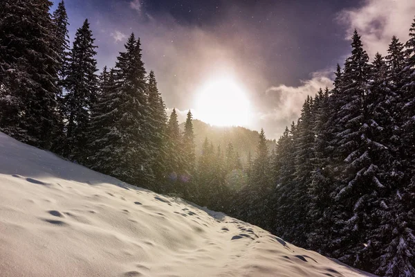 Taze kar ve köknar ağacı orman ile bulutlar güzel kış manzarası