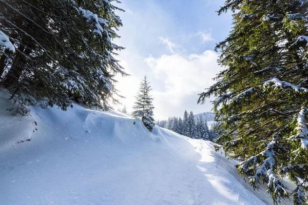 Hermoso Paisaje Invierno Los Moutains Con Nieve Fresca Bosque Abetos Imágenes De Stock Sin Royalties Gratis