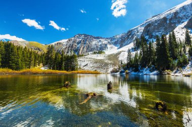 Sonbahar renkleri, titrek kavak orman ve karla kaplı dağ zirveleri Telluride, Colorado
