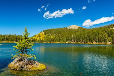 Sonbahar renkleri, titrek kavak orman ve karla kaplı dağ zirveleri Telluride, Colorado