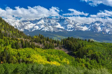 Sonbahar renkleri, titrek kavak orman ve karla kaplı dağ zirveleri Telluride, Colorado